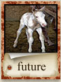 Click to view our Foals