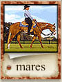 Click to view our Broodmares